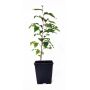 Stewartia monadelpha jeune plant pot 1 l 40-50 cm