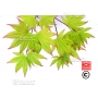 Graines d'Acer Amoenum Oshio beni