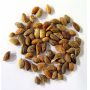 20 SEEDS PINUS THUNBERGII