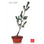 Pinus pentaphylla du Japon "ryuju" pot 2 litres