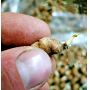 habenaria radiata (orchidée) lot de 5 bulbes