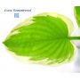 hosta Diana remembered