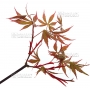 Graines d'Acer Amoenum Nicholsonii