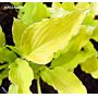 Hosta Marrakesh