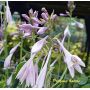 Hosta Praying hands