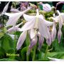 Hosta Whirlwind