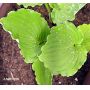 Hosta Candy dish