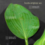 Hosta Empress wu