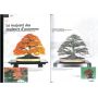 BONSAI FOCUS N° 66