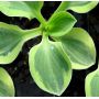 Hosta Frosted mouse ears