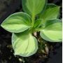 Hosta Holy mouse ears