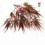 Graines d'acer dissectum aka shidare