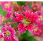 saxifraga fortunei beni karen