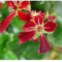 saxifraga fortunei beni tsukasa