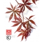 Acer palmatum 'trompenburg'