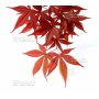 Graines d'Acer Amoenum ariake nomura