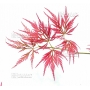 Graines d'Acer matsumurae ornatum