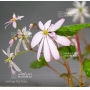 saxifraga fortunei mai hime