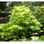 graines d'acer shirasawanum aureum