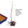 Hêtre du japon fagus crenata semis 40/50 cm.