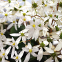 saxifraga fortunei seto midori