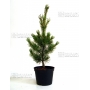 pinus pentaphylla variété "blue lou" pot 10 litres