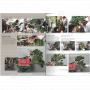 Bonsai focus magazine 109