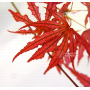 acer palmatum mikazuki