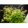 acer palmatum orange lace ® variété protégée