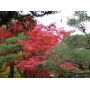 ACER PALMATUM en godet lot de 50 plants