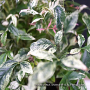 nandina domestica twilight ®