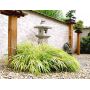 PT hakonechloa macra aureola lot de 5 plantes