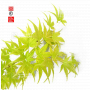 graines d'acer amoenum kawahara no midori