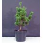 Pinus parviflora ssp. pentaphylla hagoromo pot 10