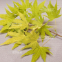 acer palmatum cascade gold