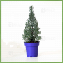 lavender christmas tree