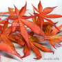 acer palmatum cascade ruby ® variété protégée