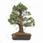 pinus pentaphylla 10030223