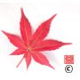 Acer palmatum DESHOJO de bouture 3l