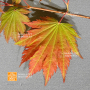 acer japonicum emmet's pumpkin