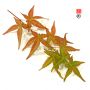 EPUISE Acer palmatum beni maiko en godet