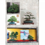 BONSAI FOCUS N° 131