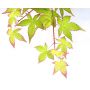 Acer palmatum little princess en godet