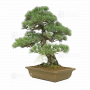 VENDU Pinus pentaphylla ref 030120254
