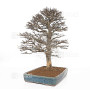 Acer buergerianum ref :21020253