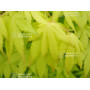 yellow cascade