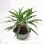 hosta silly string