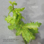 acer circinatum gees witchs broom