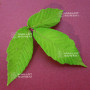acer maximowiczanum
