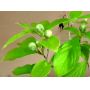 pseudocamelia japonica 23070254